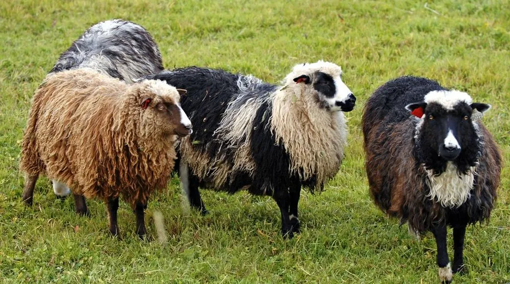 Шефшау (Spælsau)