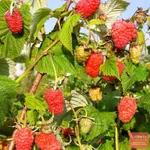 Фото Ювілейна