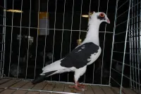 Фото Моравський багдет