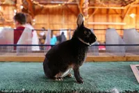 Фото Британський Петіт