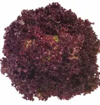 Фото Констанц РЦ / Constance RZ