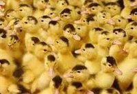 Фото Мулард