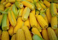 Фото Арабіка / Arabica