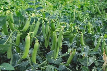 Сорти гороху Царевич