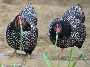Породи курей Барневельдер