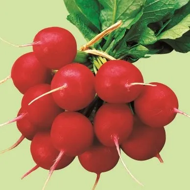 Джоллі / Jolly