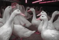 Фото Московська біла