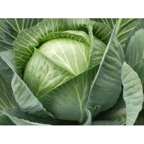 Структон F1 / Strukton F1