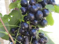 Фото Черешнева