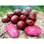 Фото Хортиця