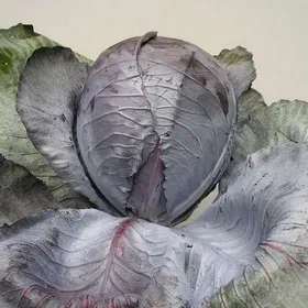 Сорти капусти Гарансі F1 / Garance F1