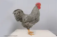 Фото Амрокс