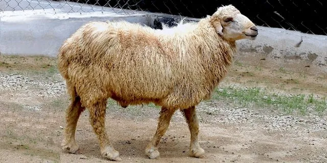 Дамані (Damani)