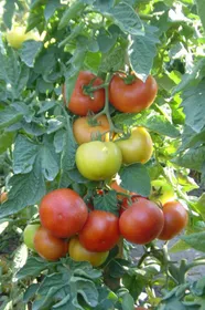 Сорти помідорів Бодерін F1 / Boderin F1