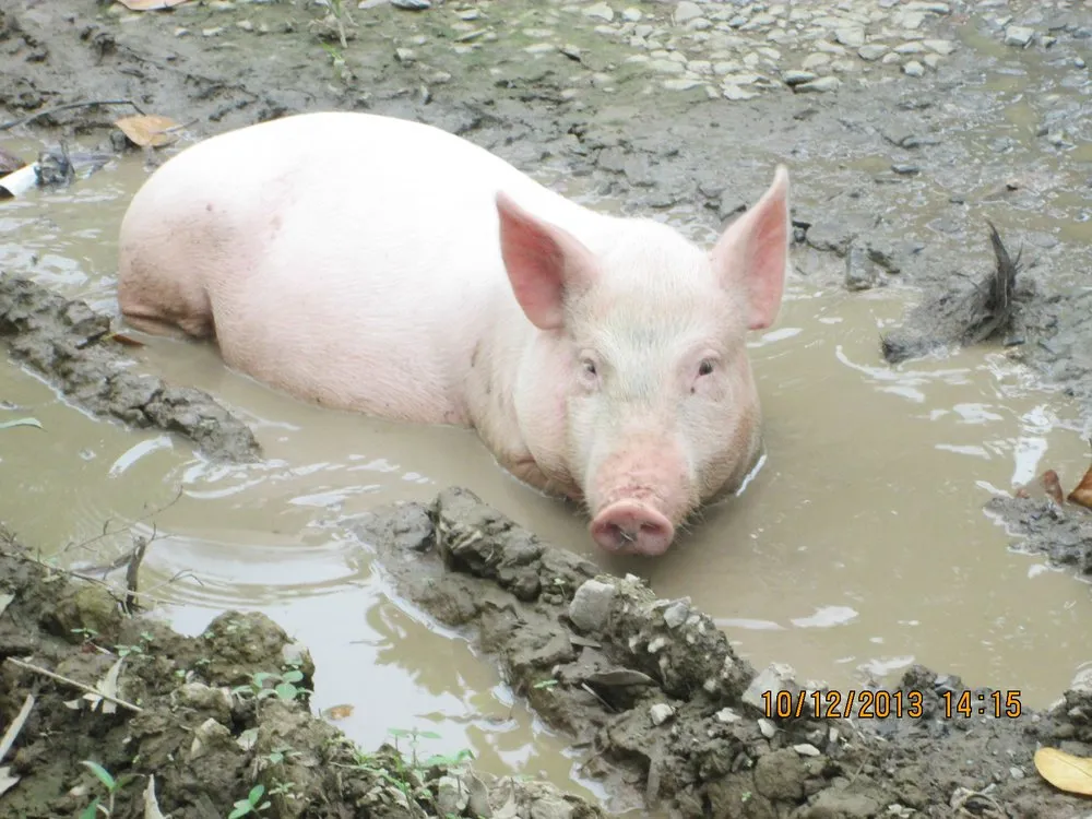 Чуч Ньєу (Thuoc Nhieu)