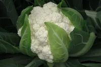 Фото Фламенко F1