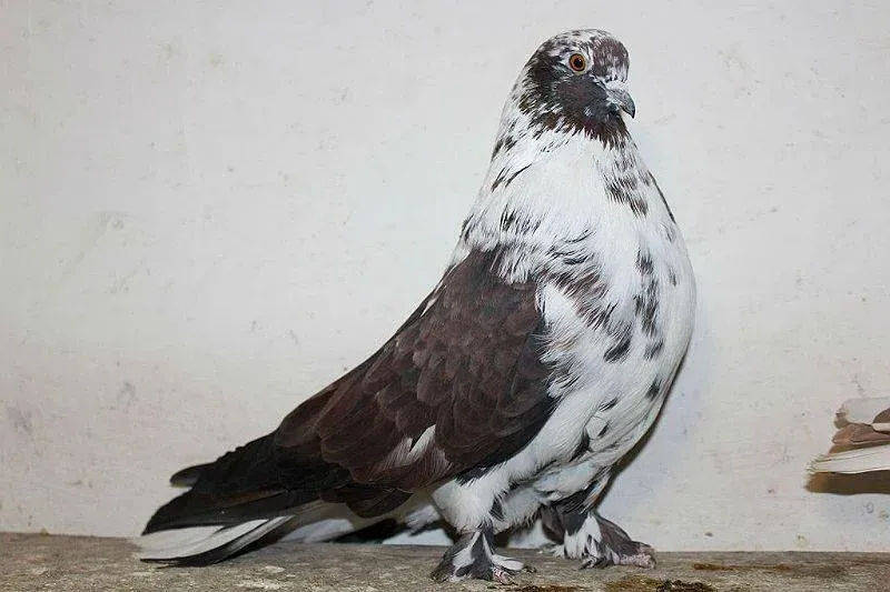 Мелітопольський