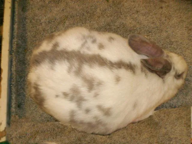 Бразильський