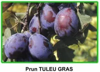 Фото Тулеу Грас