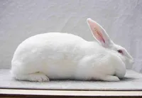 Фото Термонський Білий (Blanc de Termonde)