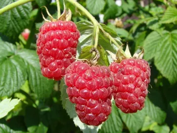 Сорти малини Журавлик