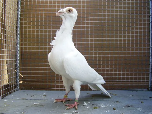 Остравський багдет