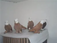 Фото Благодарненські бійні