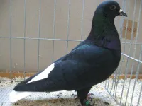 Фото Цюріхський білохвостий