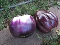 Фото Геліос