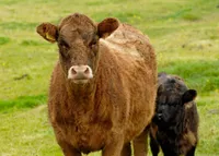 Фото Ісландська