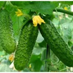 Фото Хасбулат F1