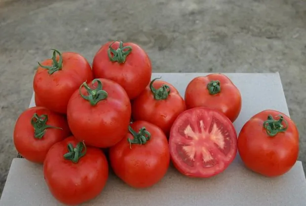 Шарлотта F1 / Charlotte F1