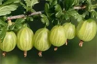 Фото Берилл