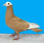 Фото Гір (Gier)