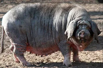 Породи свиней Мейшан