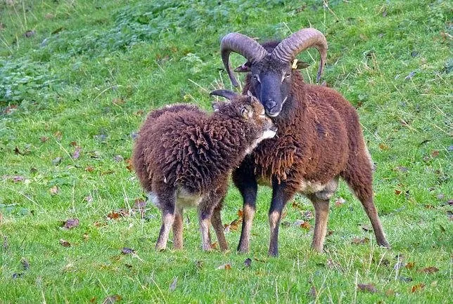 Соуй (Soay)