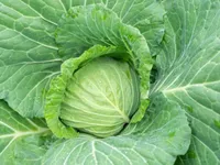 Фото Білосніжка / Белоснежка