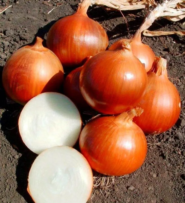 Копер Стар F1 / Copper Star F1