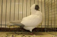 Фото Німецький монах