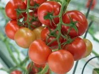 Фото Інгар F1 / Ingar F1