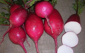 Сорти коренеплідних Красуня Підмосковья