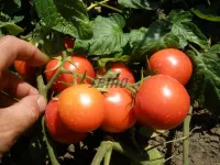 Фото Протон / Proton