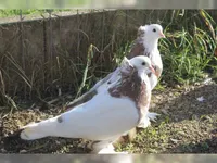 Фото Угорський гігант