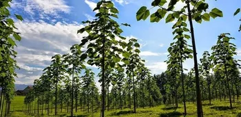 Сорти павловнії Шан Тонг