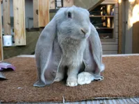 Фото Англійський Баран