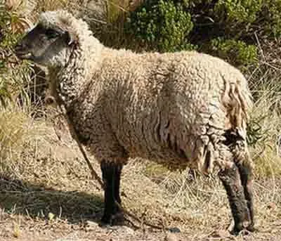 Кріолло (Criollo)