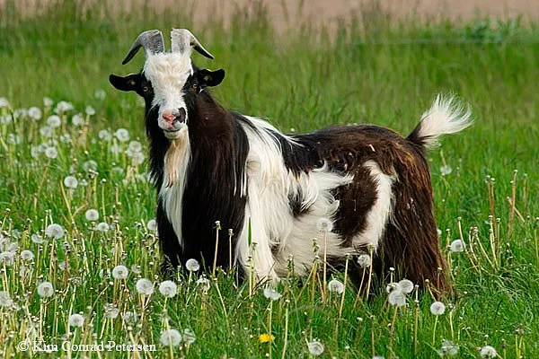 Датський Ландрас