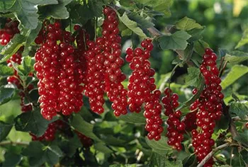 Сорти смородини Ровада смородина червона