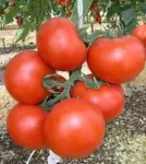 Фото Енігма F1 / Enygma F1