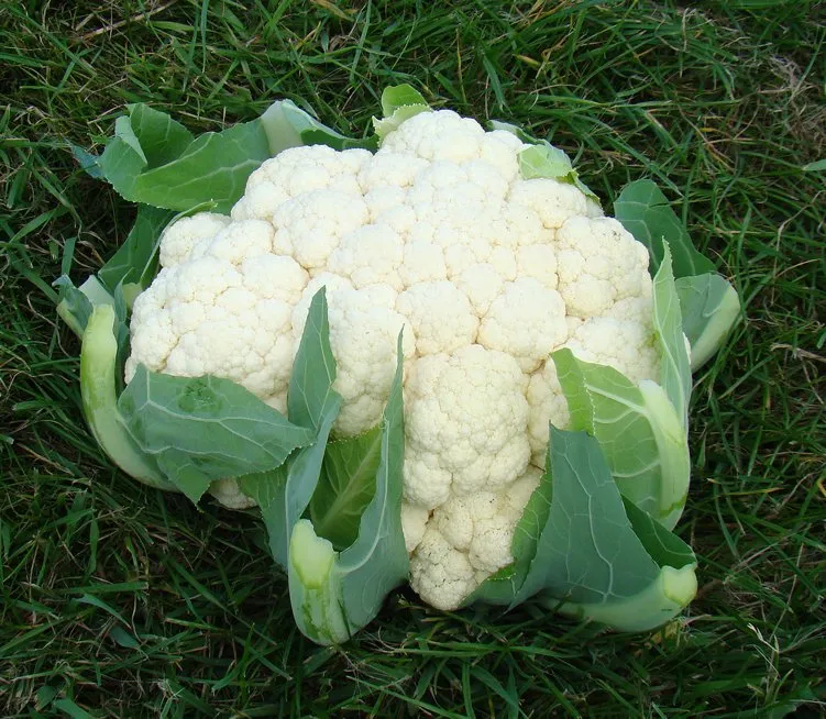 Авізо F1 / Aviso F1